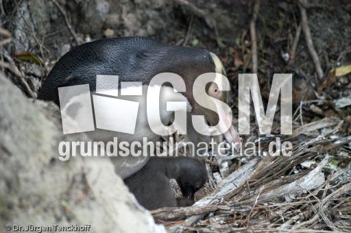 Gelbaugenpinguin (05 von 23).jpg